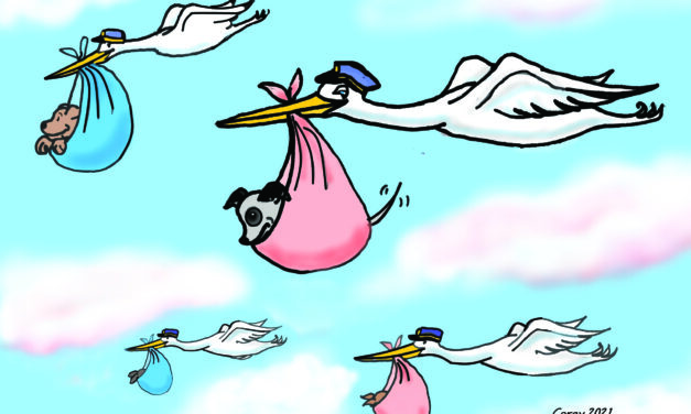 Puppies, Puppies Everywhere