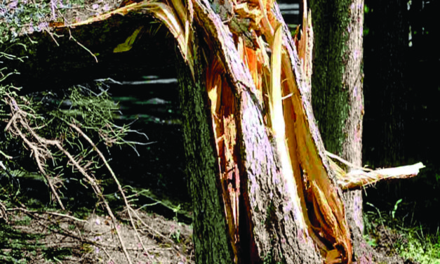 Destination: Evergreen Chapter 17