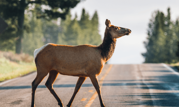 Why Did the Elk Cross the Road?
