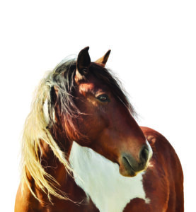 Digital Painting Of Paint Horse  On White Background