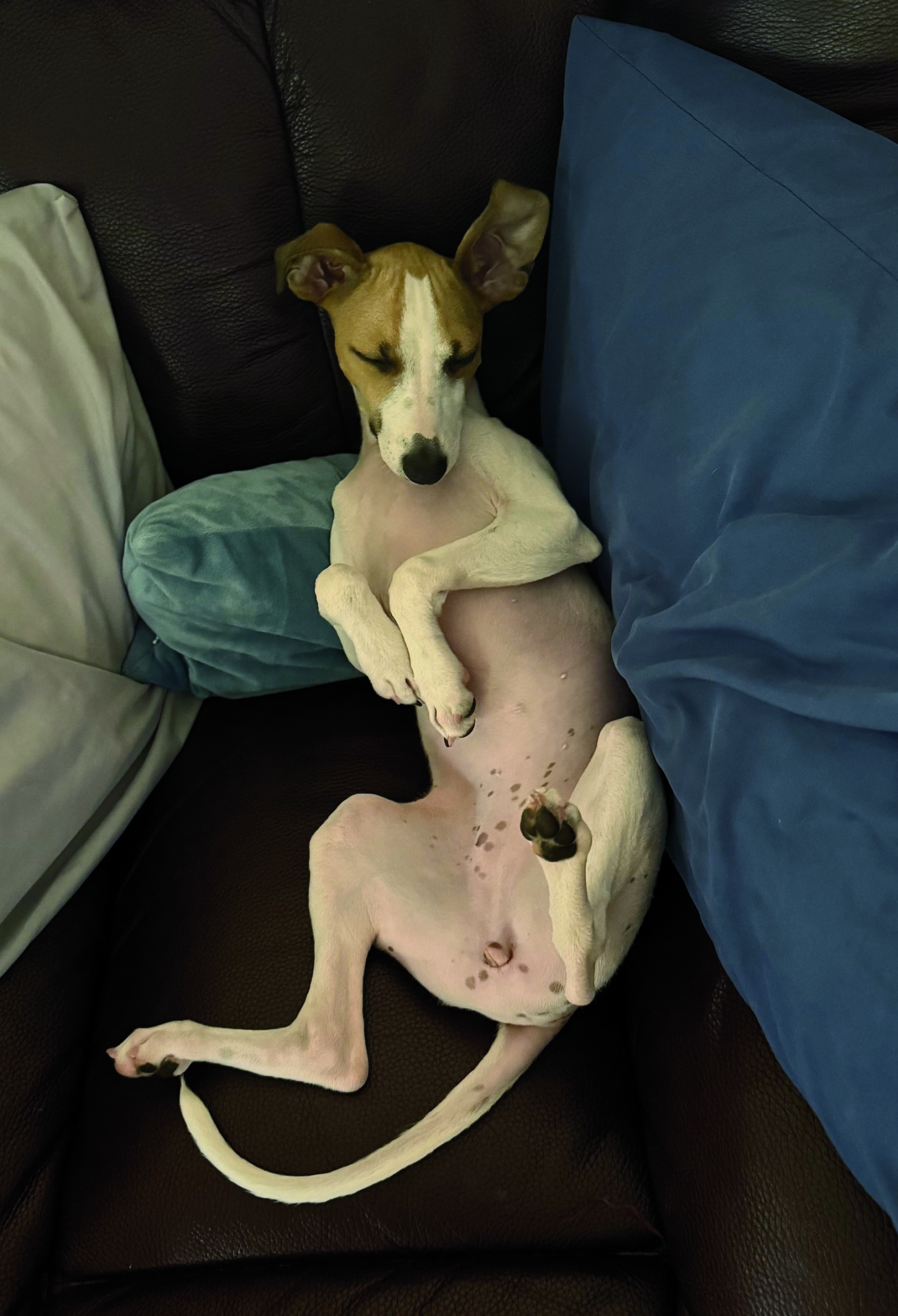 Rhymes Snoozing